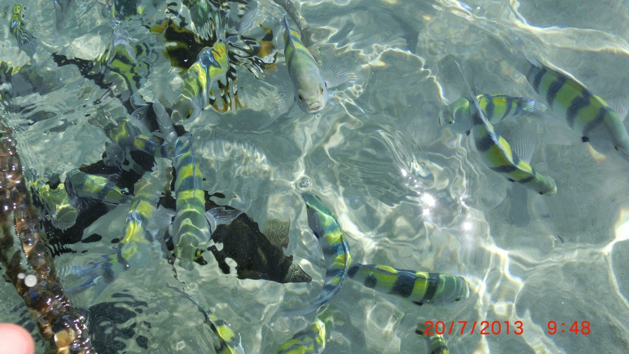 Viele Fische Jaz Solaya