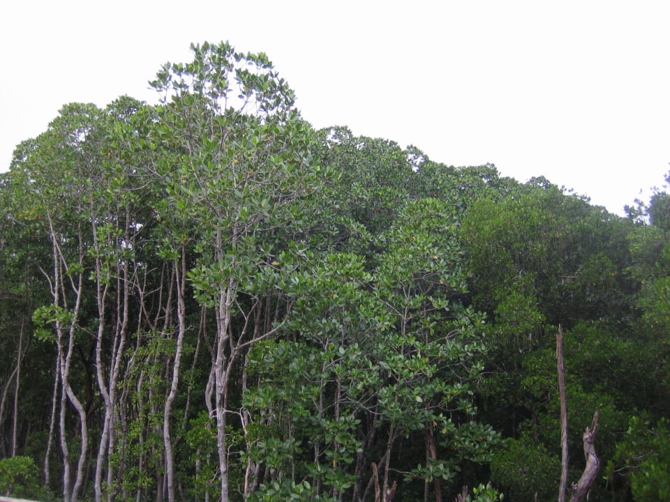 Mangrovenwald Constance Ephelia