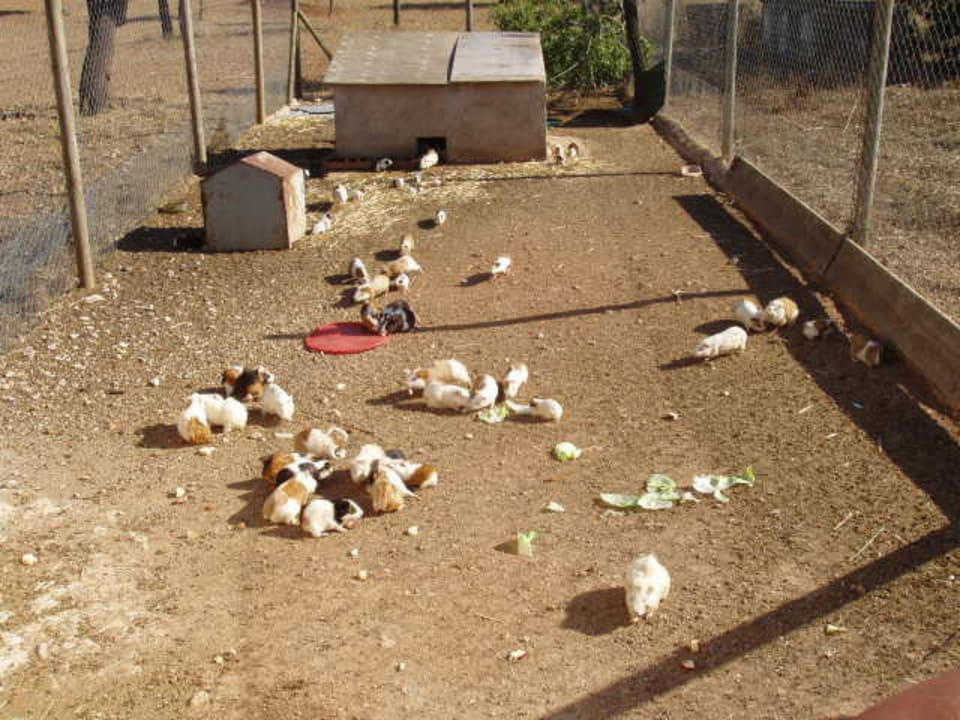 Tiere Villa Ses Cases Noves