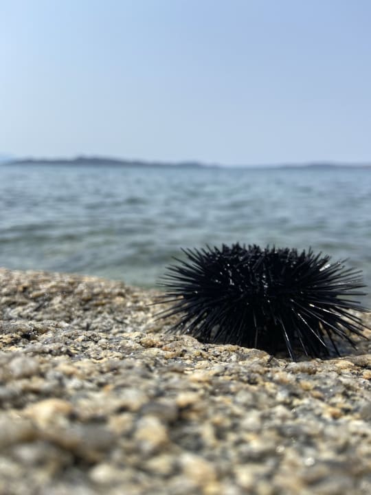 Strand Akrathos Beach Hotel