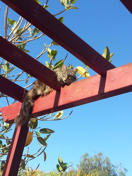 Noch ne Wachkatze allsun Hotel Esplendido