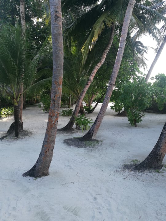 Gartenanlage Kuramathi Maldives