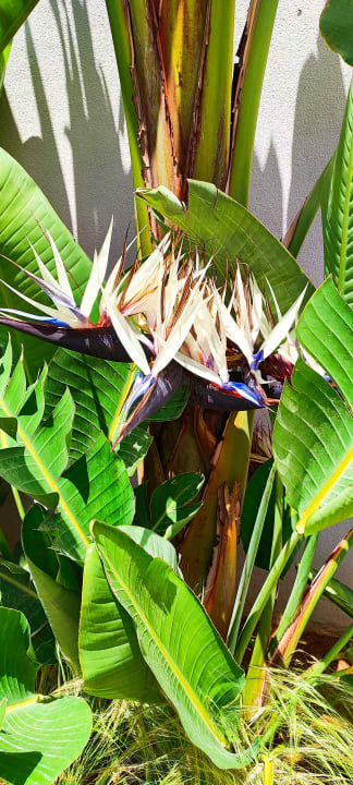 Gartenanlage Anissa Beach & Village