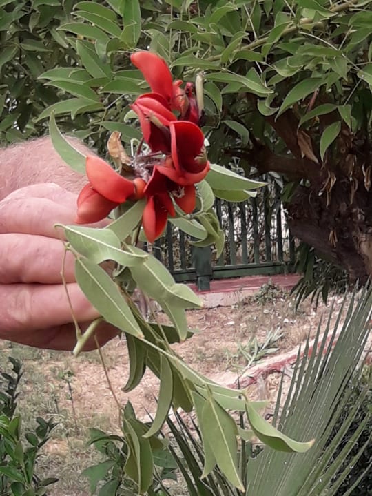 Gartenanlage Oz Hotels Incekum Beach