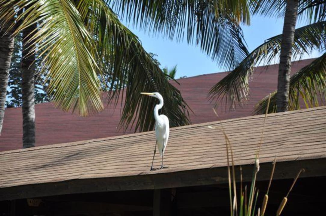 Reiher Hotel Grand Palladium Palace Resort, Spa & Casino