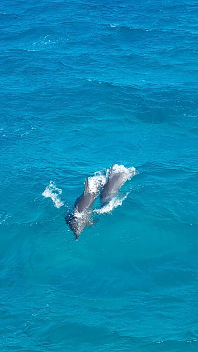 Sport & Freizeit Jaz Royal Palmariva