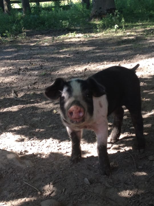 Ferkelchen Ferienhof Lehbekwiese