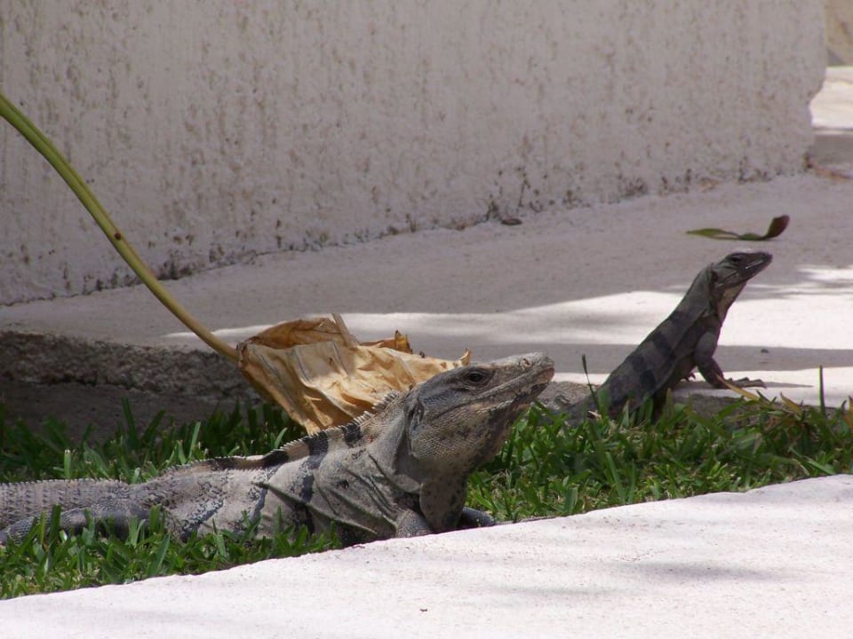 Leguane am Pool Grand Oasis Tulum Riviera - All Inclusive