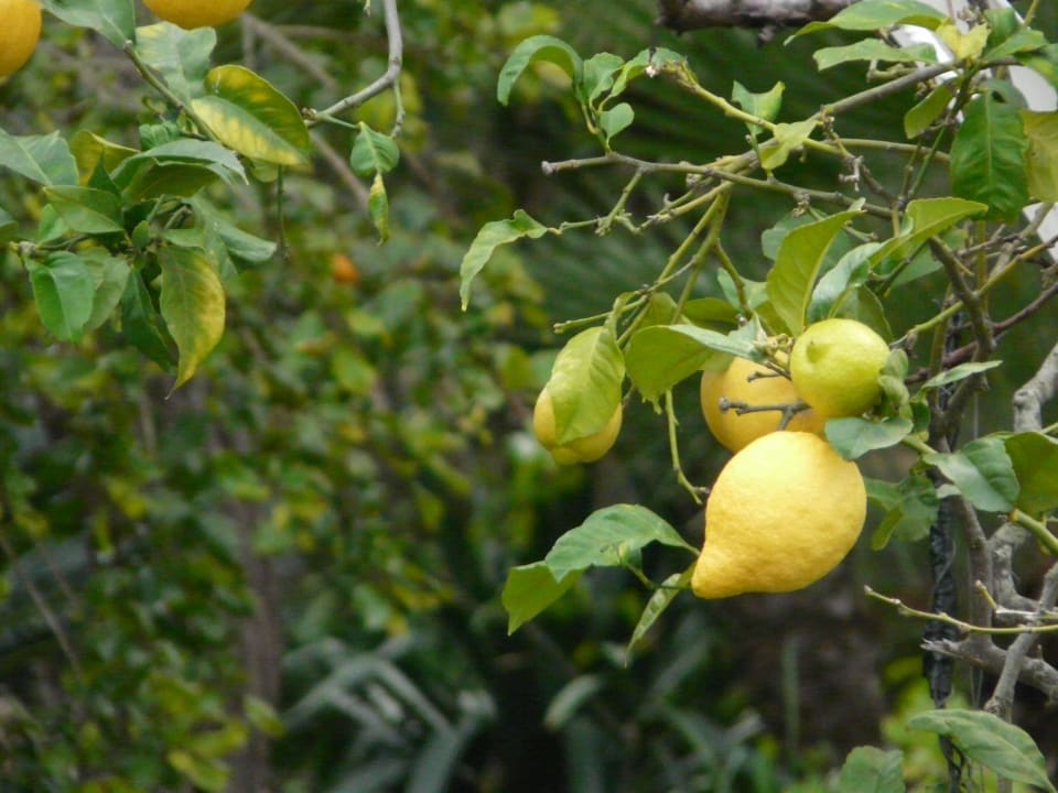 Zitronen hängen am Baum Hotel Vibra Beverly Playa