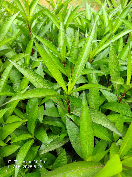 Gartenanlage VONRESORT Golden Beach