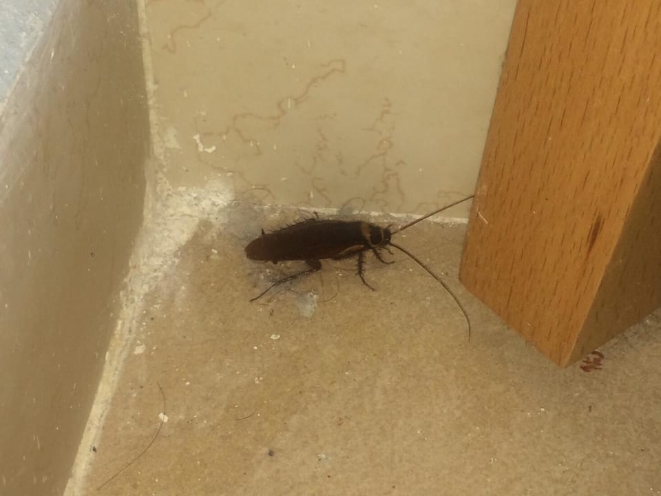 Zimmer Iberostar Origin Playa Alameda