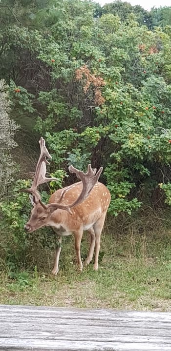 Gartenanlage Center Parcs Park Zandvoort - Ferienhäuser