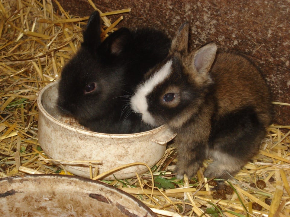 Für Verpflegung ist auch gesorgt! Bauernhof Kerndlerhof