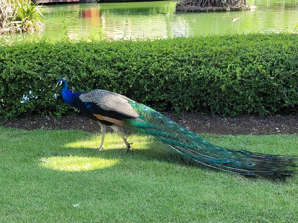 Gartenanlage Caribe Deluxe Princess