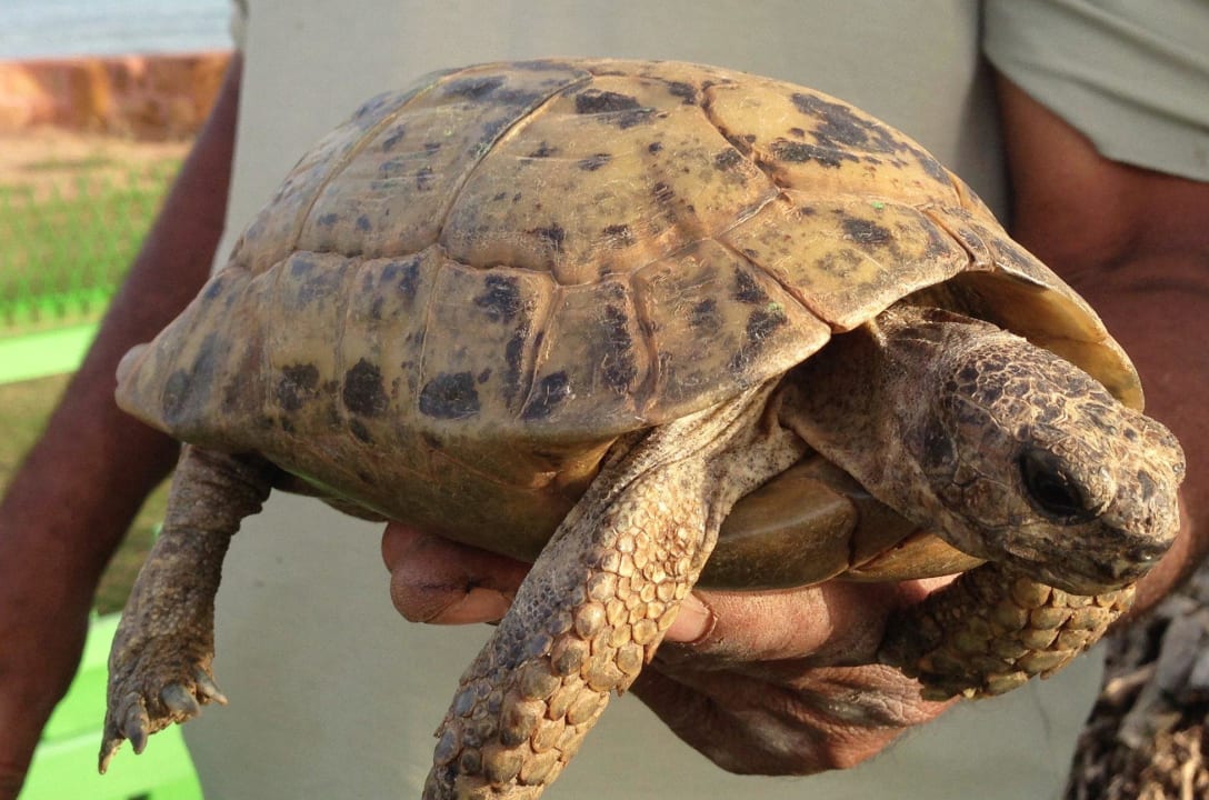 Schildkrötenkindergarten Steigenberger Coraya Beach - Adults only