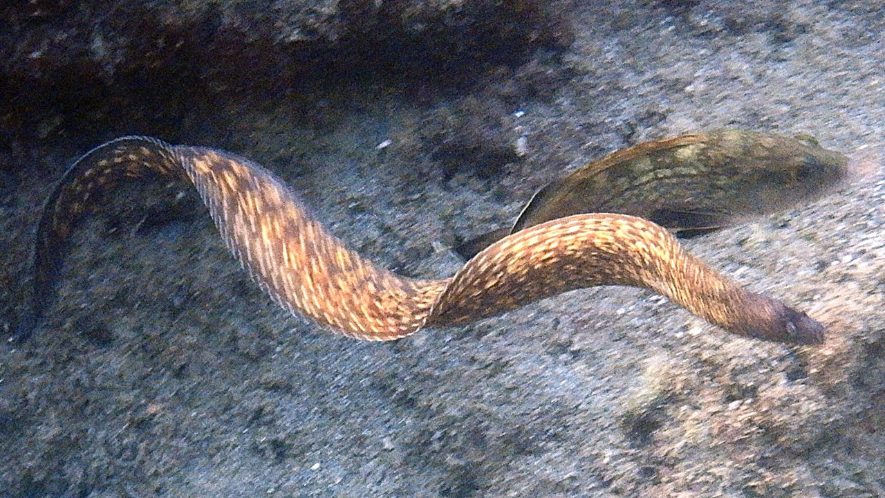 Strand Hotel Kalithea Horizon Royal