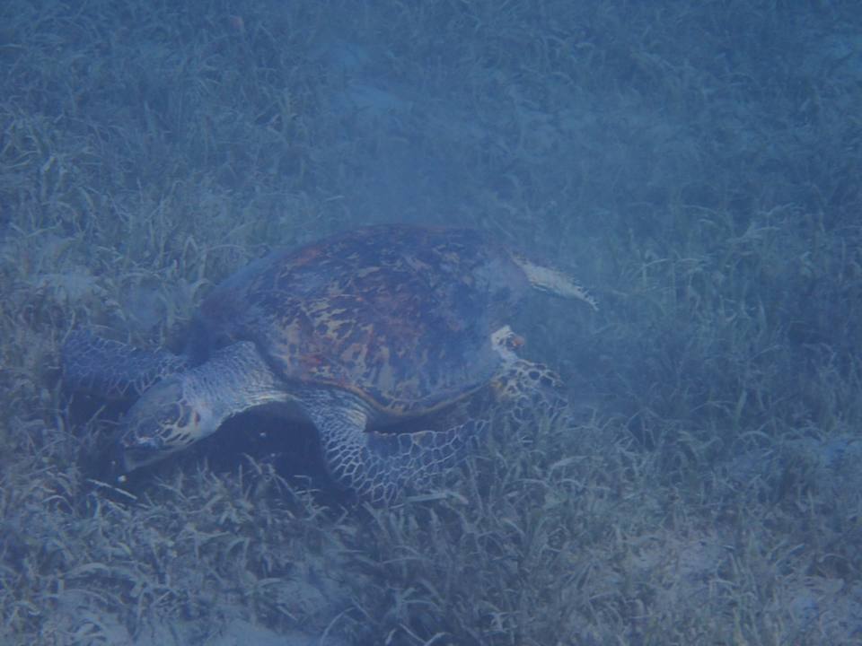 Strand Amarina Abu Soma Resort