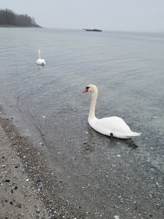 Strand BEECH Resort Boltenhagen
