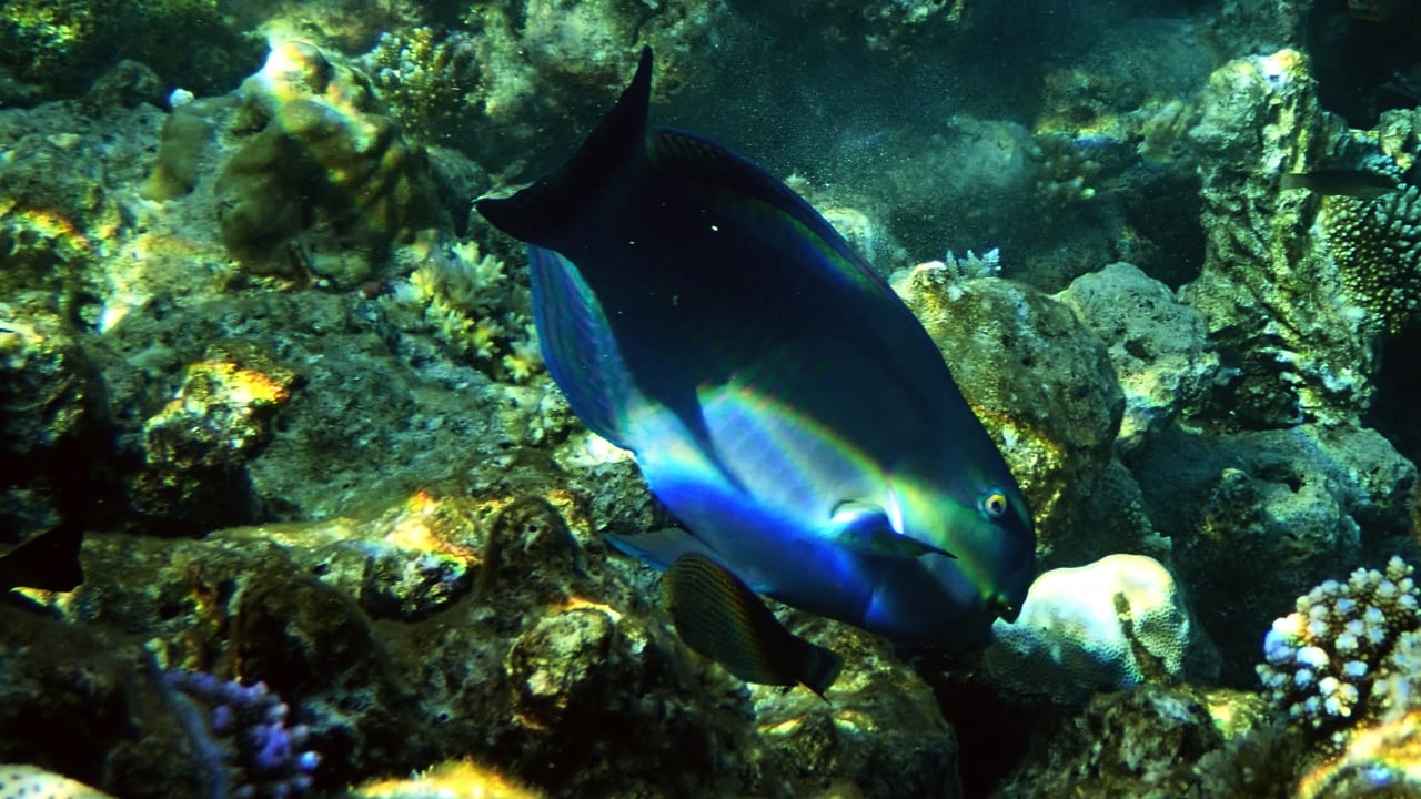 Sport & Freizeit ROBINSON MALDIVES