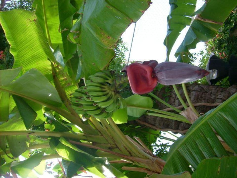 Bananenpflanzen Hane Family Resort