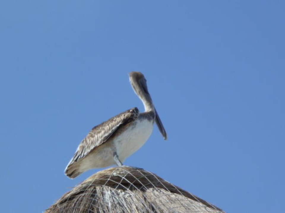 Hotelstrand Grand Palladium Select White Sand Resort & Spa