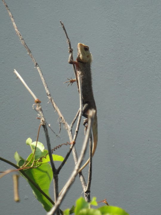 Mitbewohner Divers Lodge Thundi Beach