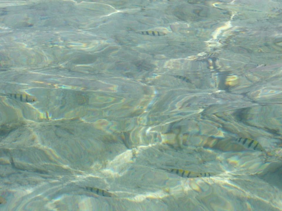 "Borussen-Fische" in der kleinen Badebucht Radisson Blu Resort, El Quseir