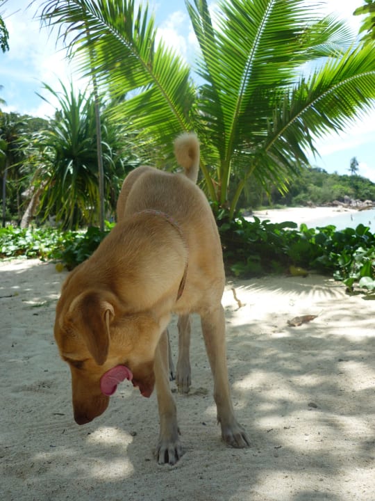 Hund Haad Son Resort