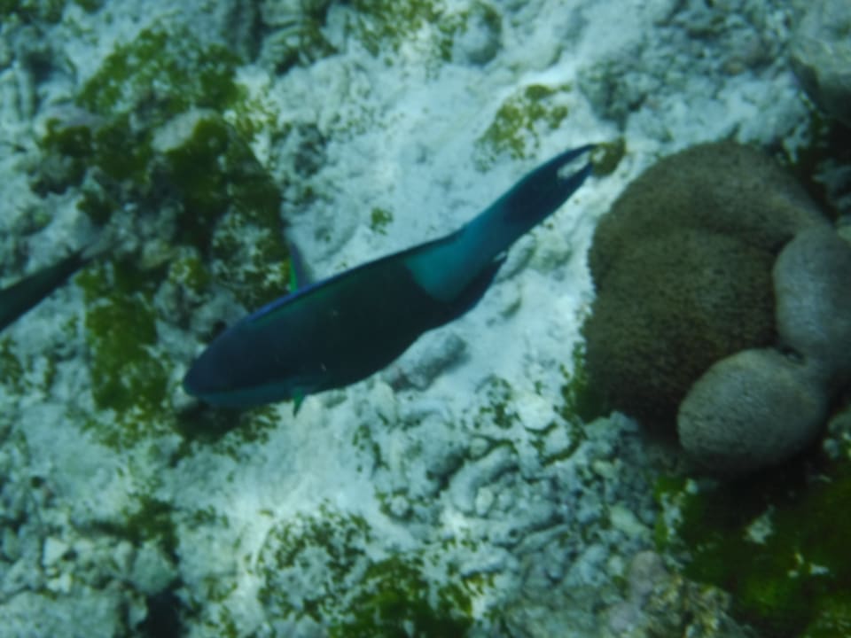 Fische Summer Island Maldives