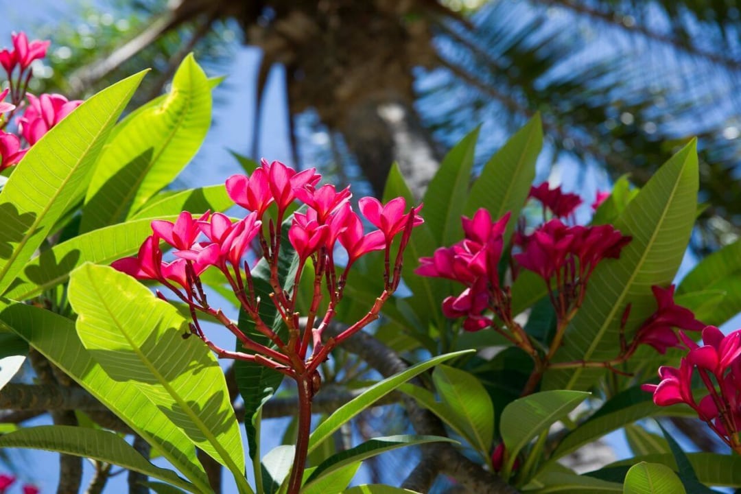 Plummeria Hotel Melia Varadero