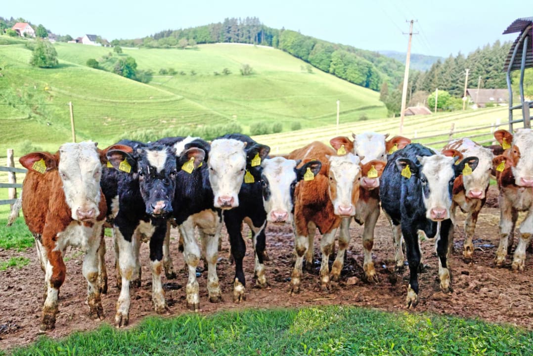 Sonstiges Ferienwohnungen Grub-Daniel-Hof