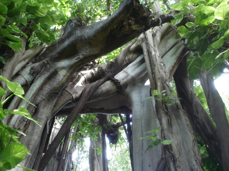 Älterster Baum auf den Malediven Kuramathi Maldives