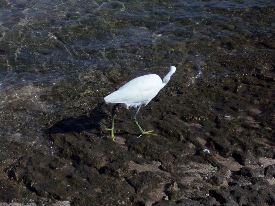 Seevogel Stella Garden Resort & Spa, Makadi Bay