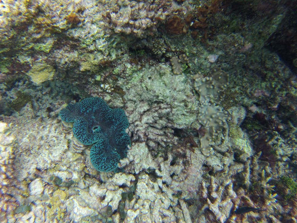 Bohrende Riesenmuschel Angaga Island Resort