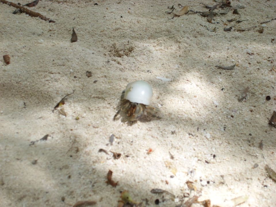 Krebs Kuredu Island Resort & Spa