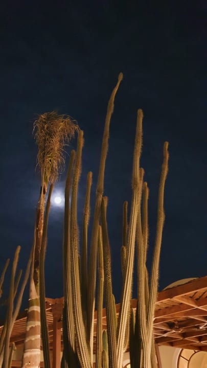 Gartenanlage Hotel JAZ Makadi Star & Spa