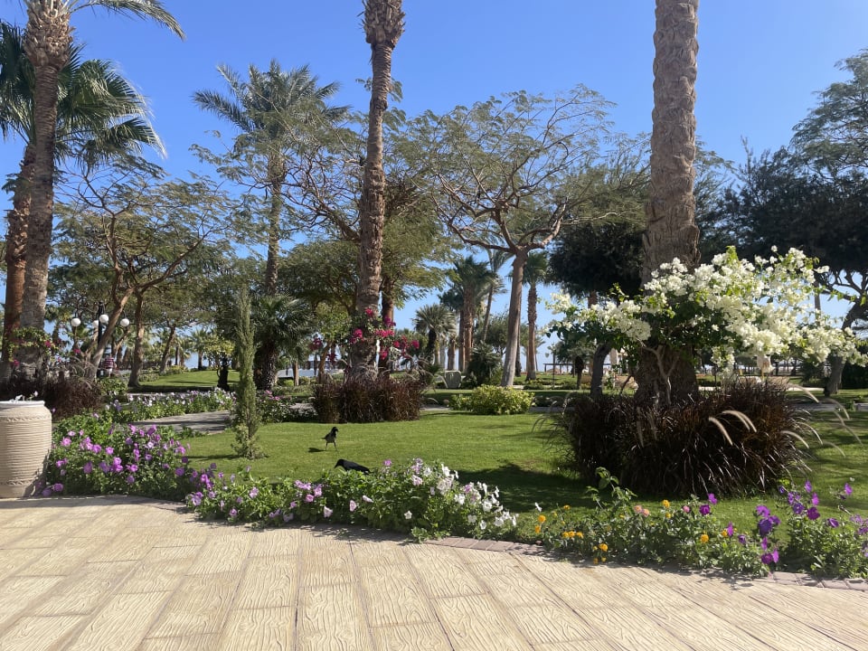 Gartenanlage Steigenberger ALDAU Beach Hotel