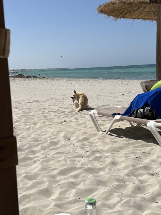 Strand Iberostar Waves Mehari Djerba