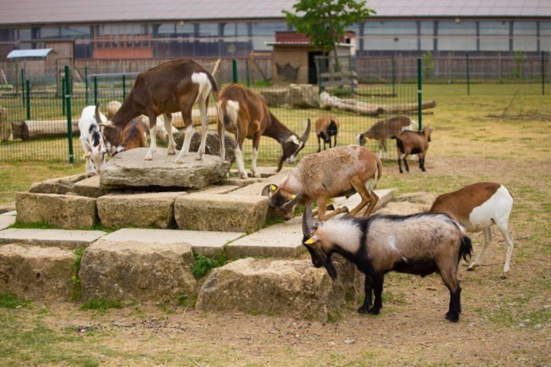 Streichelzoo Zum Possen - Freizeit- und Erholungspark