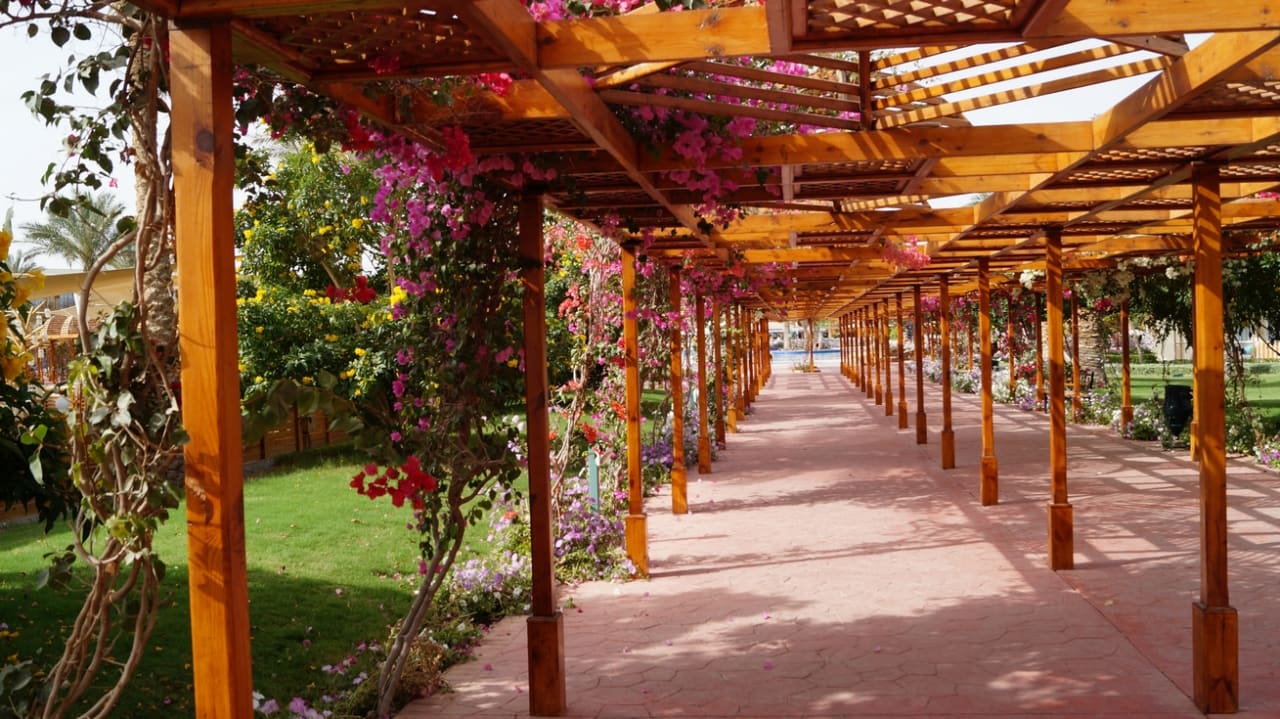 Gartenanlage Desert Rose