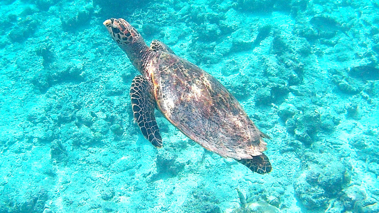 Sport & Freizeit Safari Island Maldives