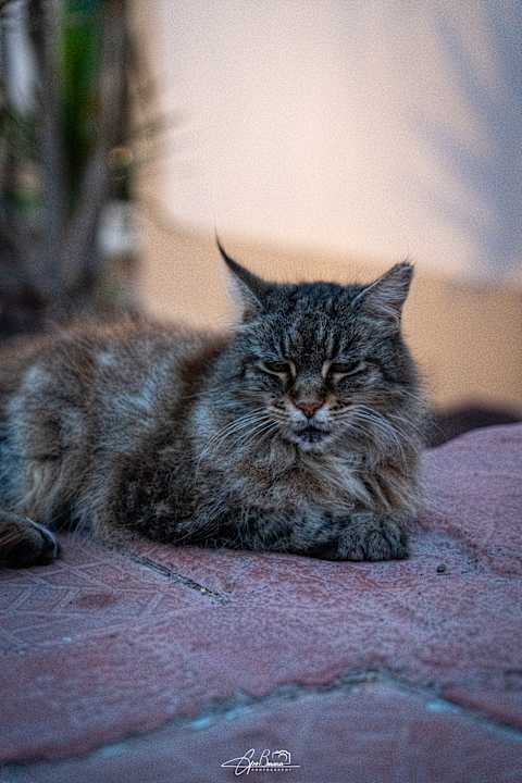 Gartenanlage allsun Hotel Esplendido