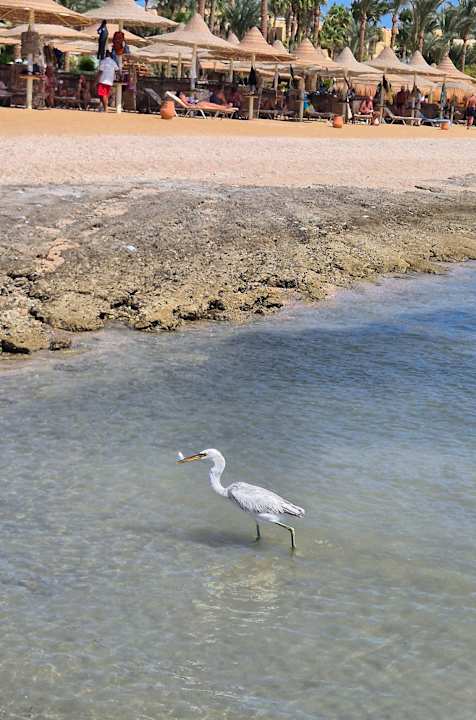 Strand Steigenberger Resort Alaya Marsa Alam - Red Sea - Adults only