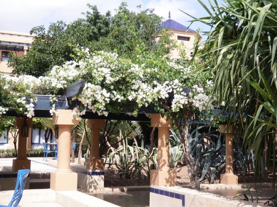 Blumenpracht  Hotel Riu Tikida Garden - Adults Only