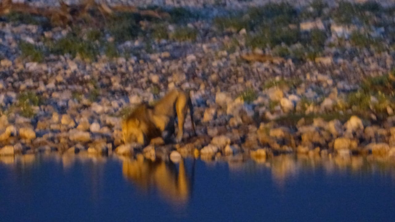 Ein Löwe -schlecht aufgenommen- früh morgens Okaukuejo Camp