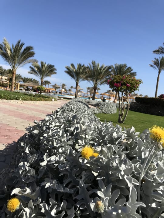 Gartenanlage Three Corners Sea Beach Resort