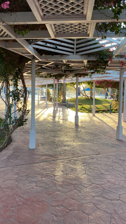 Gartenanlage Desert Rose