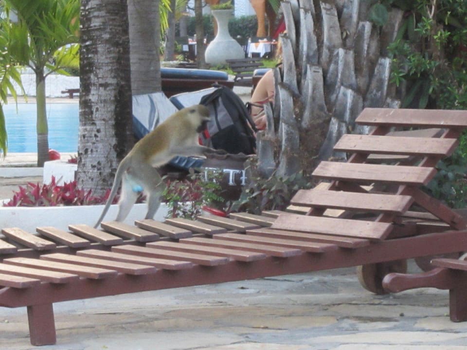 Diebischer Affe am Pool Hotel Southern Palms Beach Resort