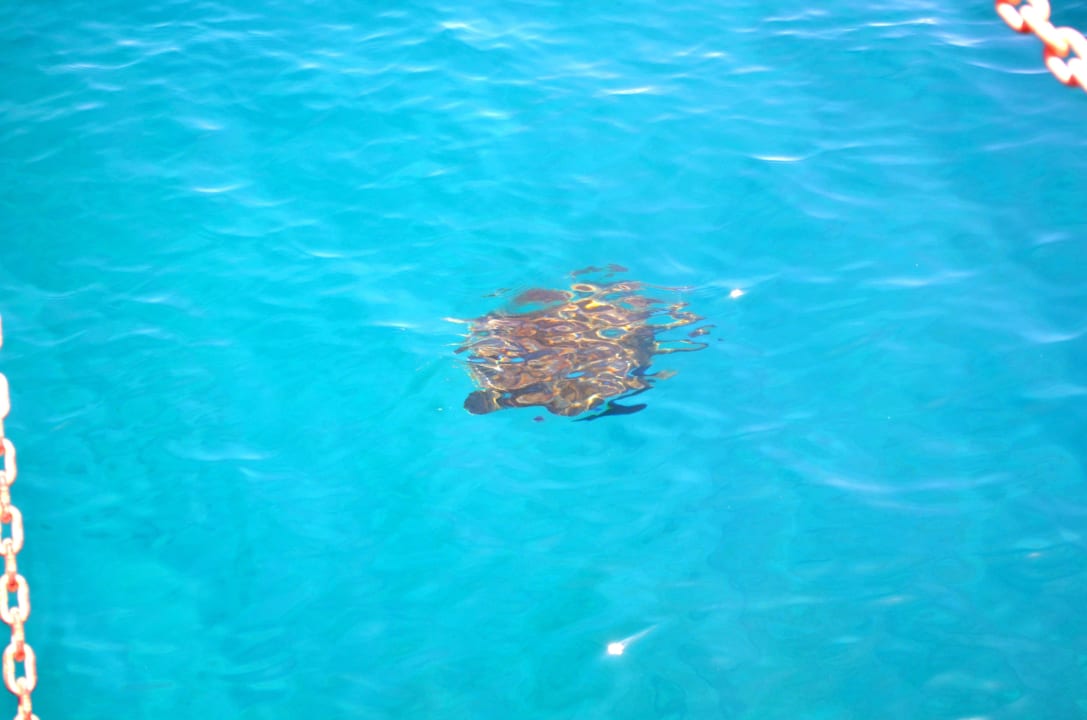 Морская черепаха Armas Gül Beach