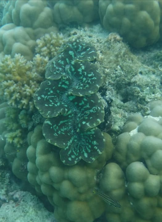 Sport & Freizeit Summer Island Maldives